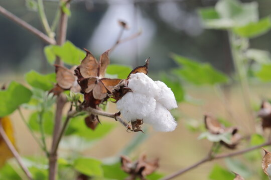 Cotton crop on cotton plant filled with cotton