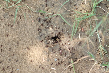 large group of ants dispersing food particles and grain spores around their home or anthill - Powered by Adobe