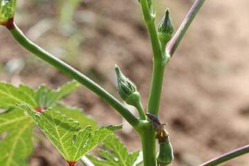 okra plant in vegetable field with small fruits