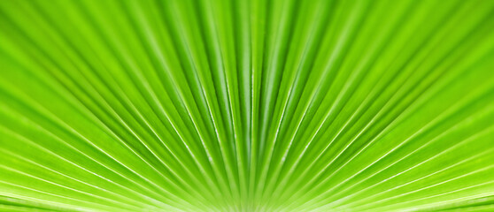 Obraz premium Green palm tree leaf background, tropical leaves texture, abstract natural backdrop, beauty nature banner, plant wallpaper, exotic foliage botanical pattern, spring summer decoration frame, copy space