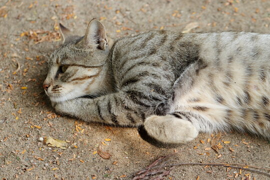 A pet cat lying funny on the ground in the garden