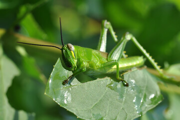 Closeup of grasshopper stay in green leaves blur background