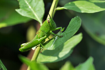 Closeup of grasshopper stay in green leaves blur background