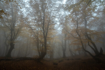 Trees in thick autumn fog