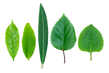 Isolated different kinds of green leaf plant on white background, close up variety shape of leaf plant.