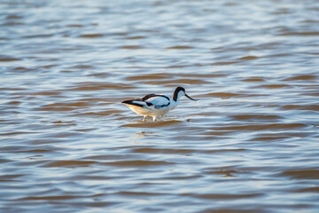 Water bird pied avocet, Recurvirostra avosetta, feeding in the lake. The pied avocet is a large...