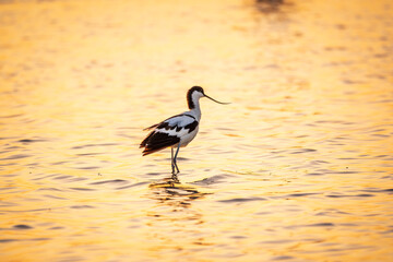 Water bird pied avocet, Recurvirostra avosetta, standing in the water in orange sunset light. The...