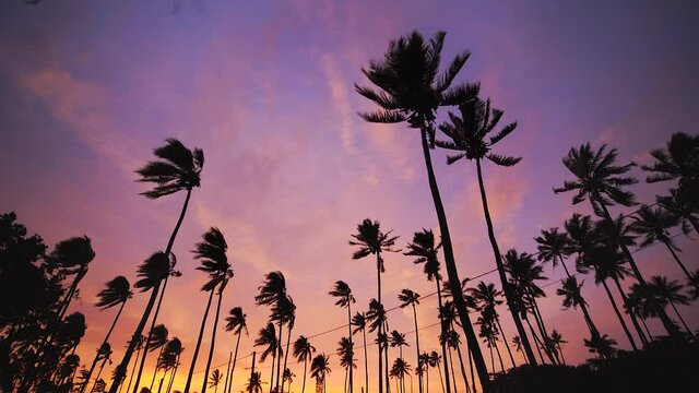 Palm trees silhouetted against dramatic sky blow in post cyclone wind. Low angle tilt down.