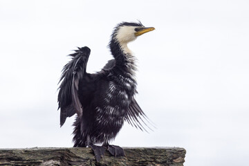 Little Shag in New Zealand