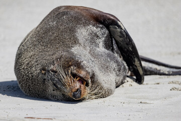 New Zealand Fur Seal