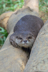otter