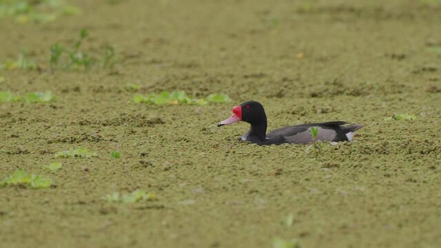 Wild rosy-billed pochard, netta peposaca spotted swimming across the marshland full of pond scums, foraging for aquatic vegetations along the way at daytime.