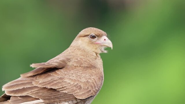 Wildlife close up shot of a fierce chimango caracara, milvago chimango observing the surrounding environment, spread its wings and fly away against green forest bokeh background on a windy day.