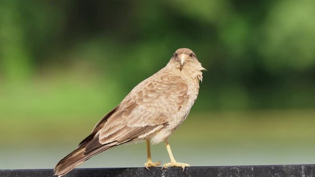 A close up portrait shot of a wild chimango caracara, milvago chimango perched on a metal bar on a windy day against blurred open field background.