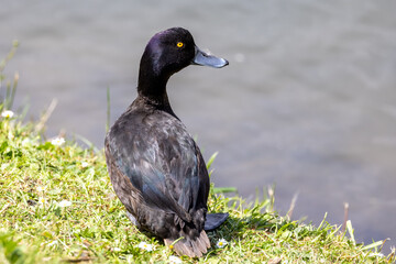 New Zealand Scaup Diving Duck