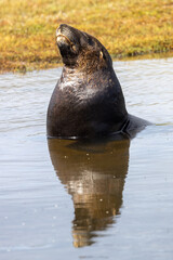 Naklejka premium Endemic Sea Lion of New Zealand