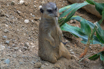 meerkat