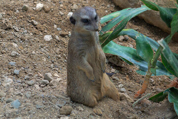 meerkat