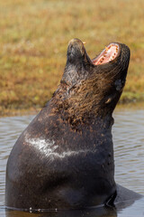 Obraz premium Endemic Sea Lion of New Zealand