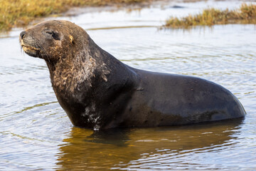 Endemic Sea Lion of New Zealand
