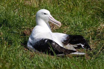 Northern Royal Albatross in New Zealand