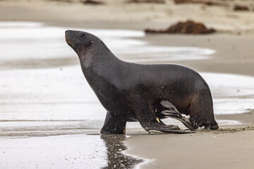 Endemic Sea Lion of New Zealand