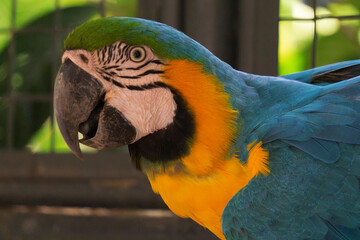 macaw