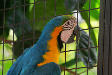macaw