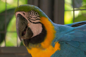 macaw