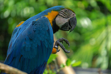 macaw