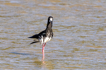 Pied and Black Hybrid Stilt in New Zealand
