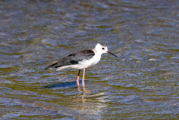Pied Stilt in New Zealand