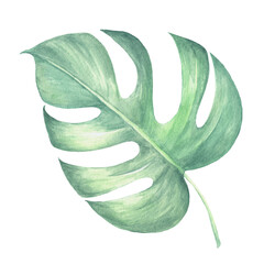 Watercolor tropical collection. Hand drawn leaves and flowers isolated on white background. Tropical decorative elements for textile, cards and invitations