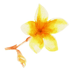Watercolor tropical collection. Hand drawn leaves and flowers isolated on white background. Tropical decorative elements for textile, cards and invitations