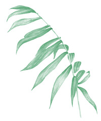 Watercolor tropical collection. Hand drawn leaves and flowers isolated on white background. Tropical decorative elements for textile, cards and invitations