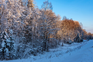 The winter forest covered with snow.