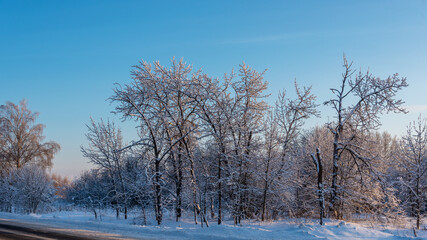 A fabulous winter forest covered with snow.