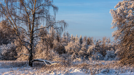 Landscape with winter forest covered with snow.