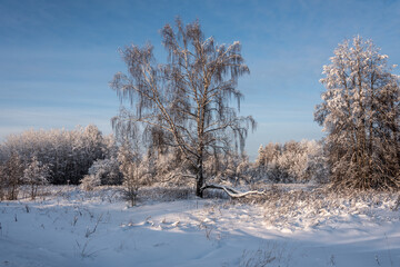 A fabulous winter forest covered with snow.