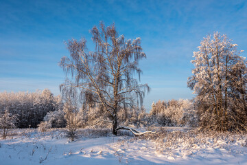 Landscape with winter forest covered with snow.
