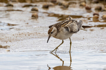 Sharp-tailed Sandpiper in Australasia