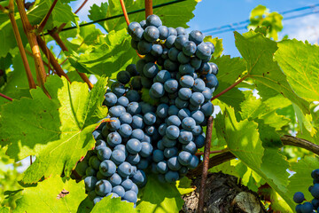 Blauer reifer Wein an einer Weinrebe