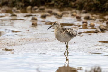 Sharp-tailed Sandpiper in Australasia