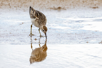 Sharp-tailed Sandpiper in Australasia