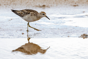 Sharp-tailed Sandpiper in Australasia