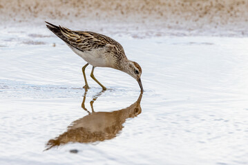 Sharp-tailed Sandpiper in Australasia
