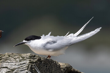 White-fronted Tern in New Zealand