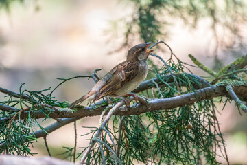 Sparrow, Passer montanus, sitting on the juniper branch.