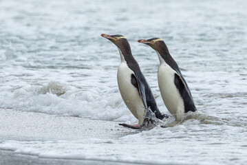 Endangered Yellow-eyed Penguin in New Zealand