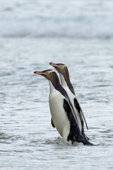 Endangered Yellow-eyed Penguin in New Zealand